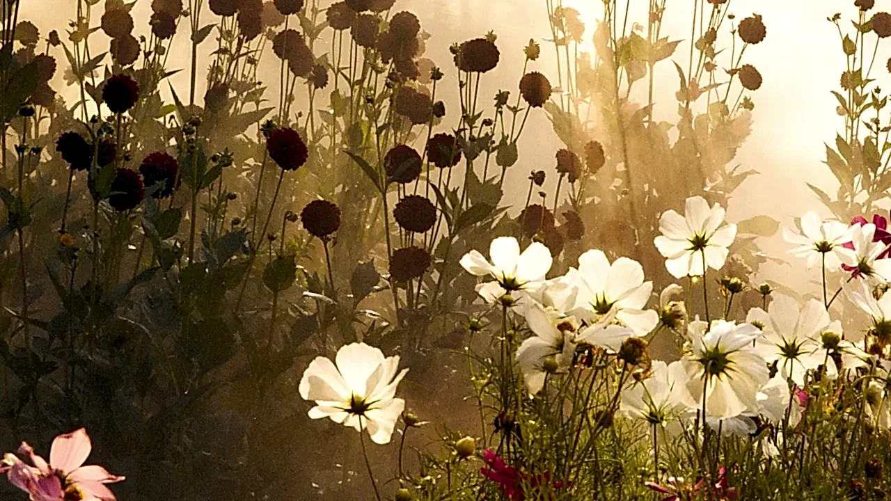 Image may contain: Flower, Petal, Plant, Daisy, Anemone, Geranium, Outdoors, Art, Painting, Nature, Herbal, and Herbs