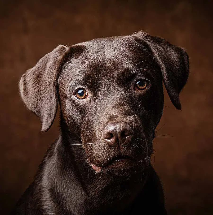 best-pet-photographer