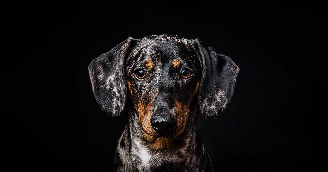 pet-photoshoot-southend