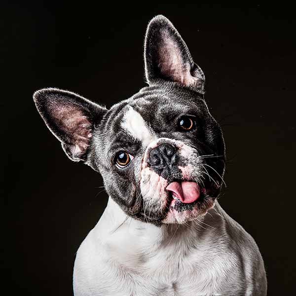 Pet-photographer-essex