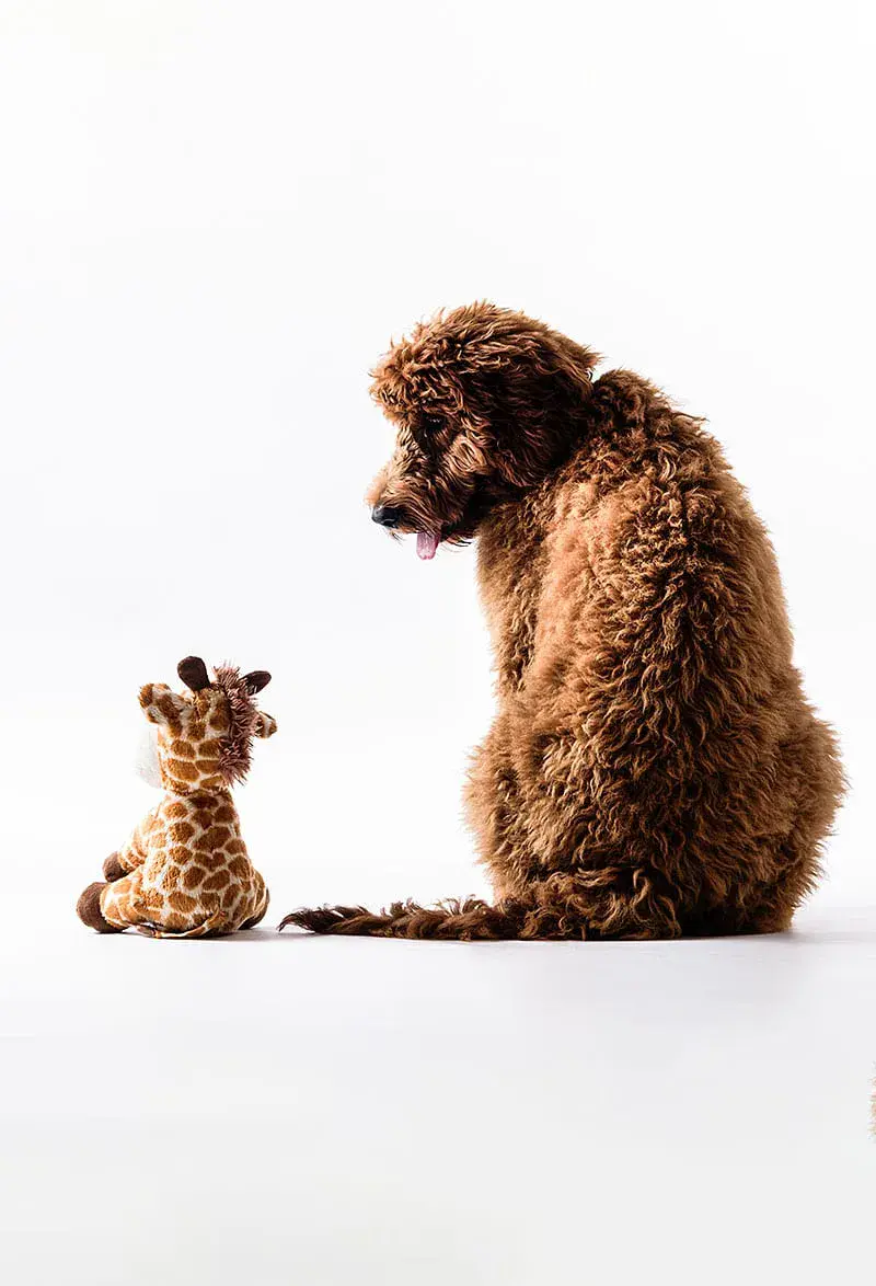 PET PHOTOSHOOT IN ESSEX